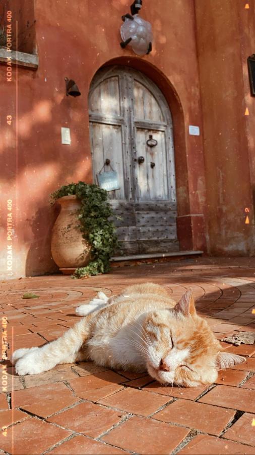 Bed and Breakfast Domaine De Sainte Annette Callian  Exterior foto